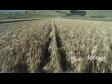 Maize Harvest POV 4 1566